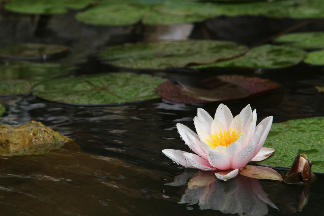 Обои картинки фото цветы, лилии водяные,  нимфеи,  кувшинки, одиночество