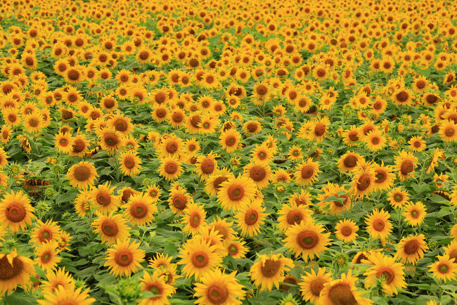 Обои картинки фото цветы, подсолнухи, желтый