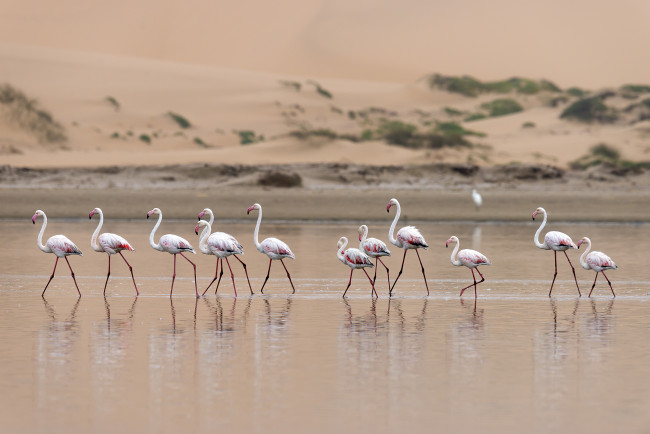 Обои картинки фото животные, фламинго, стая