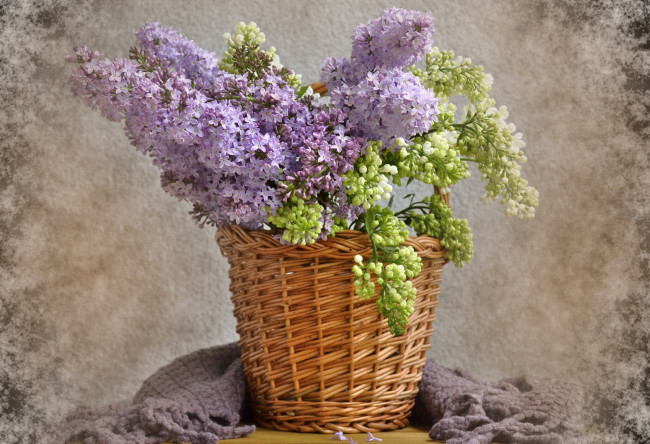Обои картинки фото цветы, сирень, корзина