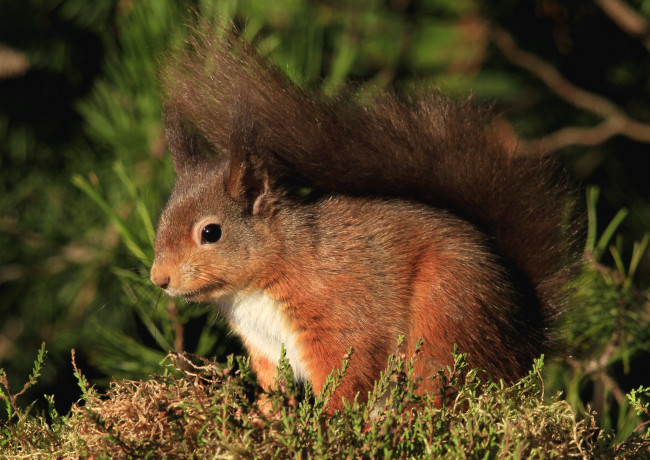 Обои картинки фото животные, белки, рыжик