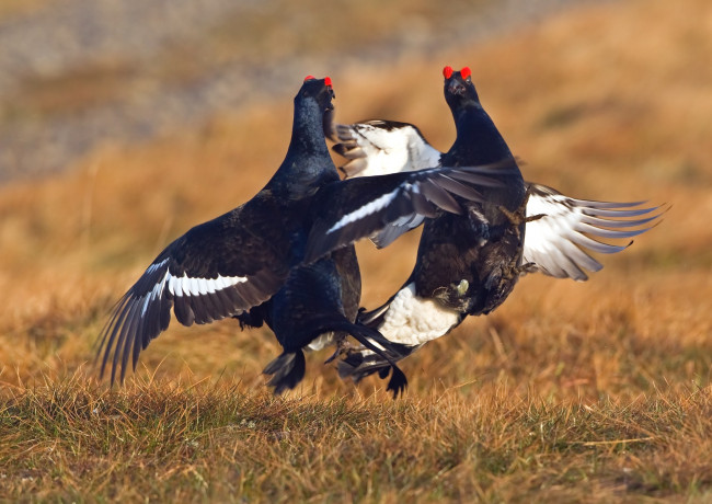 Обои картинки фото животные, глухари,  тетерева,  фазаны, бой