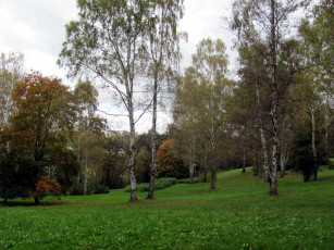 Картинка природа деревья березки