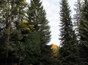 Картинка природа лес ели