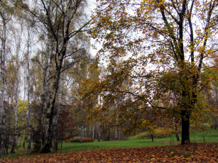 Картинка природа лес осень