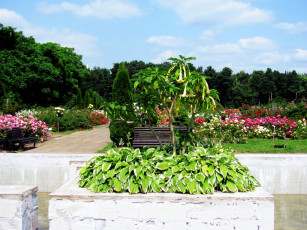 Картинка природа парк розарий клумбы