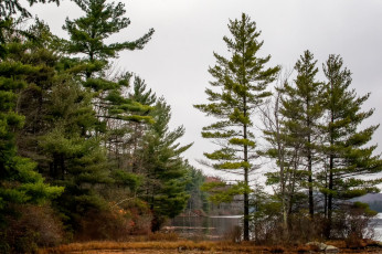 Картинка природа реки озера река лес