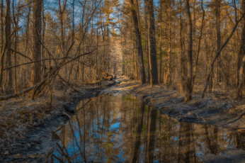 Картинка природа реки озера река лес