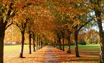 Картинка природа дороги аллея