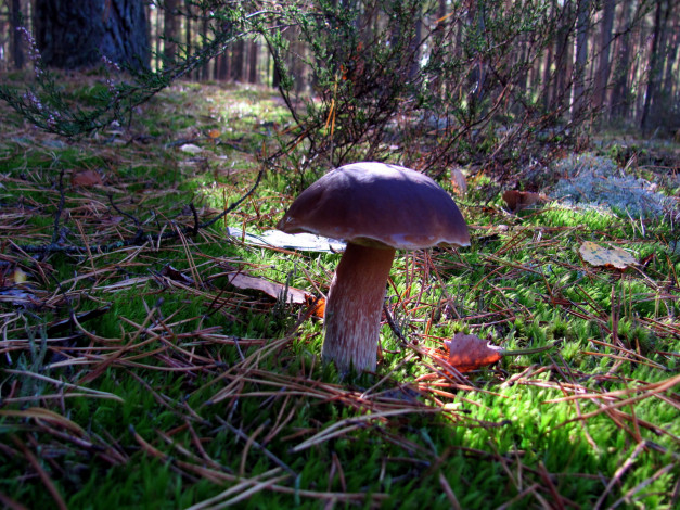 Обои картинки фото природа, грибы, боровик