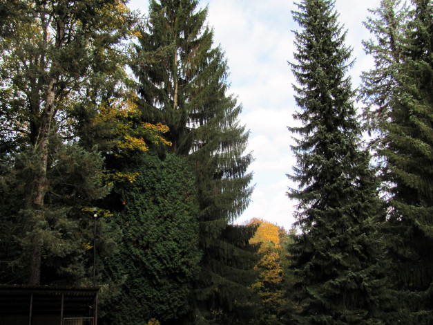 Обои картинки фото природа, лес, ели