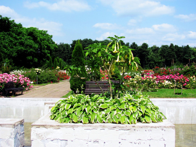 Обои картинки фото природа, парк, розарий, клумбы