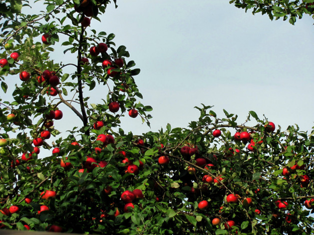 Обои картинки фото природа, плоды, яблоки