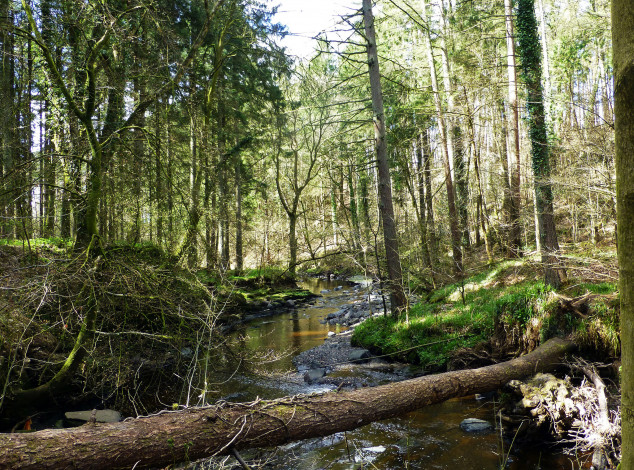 Обои картинки фото природа, реки, озера, река, лес