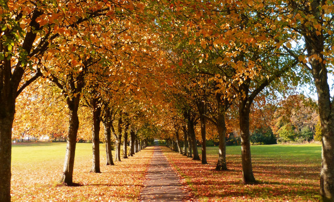 Обои картинки фото природа, дороги, аллея