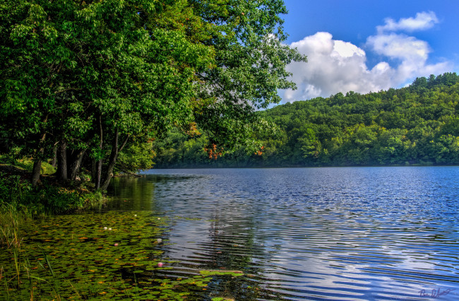 Обои картинки фото природа, реки, озера, река, лес