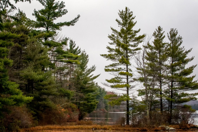 Обои картинки фото природа, реки, озера, река, лес