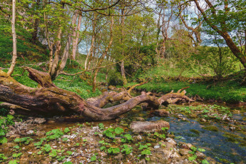 Картинка природа реки озера река лес