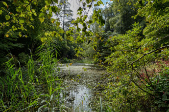 Картинка природа реки озера река лес