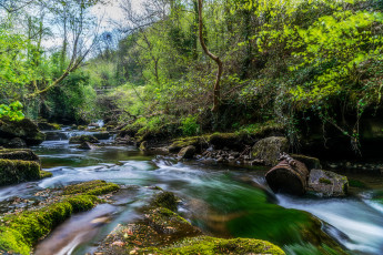 Картинка природа реки озера река лес