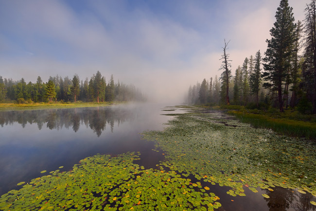 Обои картинки фото природа, реки, озера, река, лес