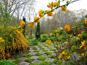 Картинка природа парк цветы весна