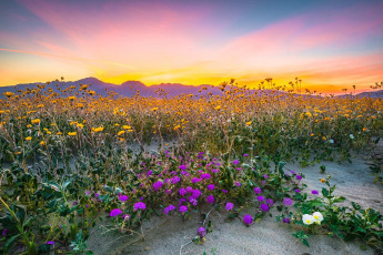 Картинка природа луга простор