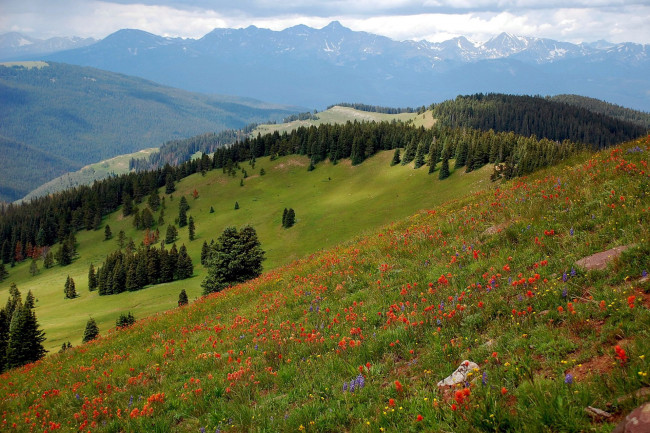 Обои картинки фото природа, луга, разнотравье, луг, лето