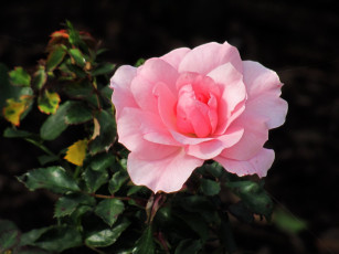 Картинка цветы розы розовая роза макро