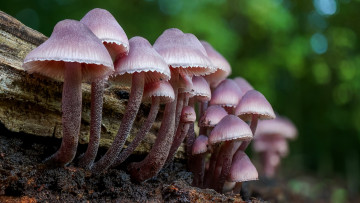 Картинка природа грибы грибная семейка