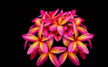 Картинка цветы плюмерия макро