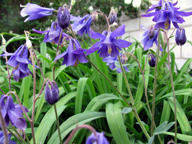 Обои картинки фото цветы, аквилегия , водосбор, лиловая, аквилегия, макро