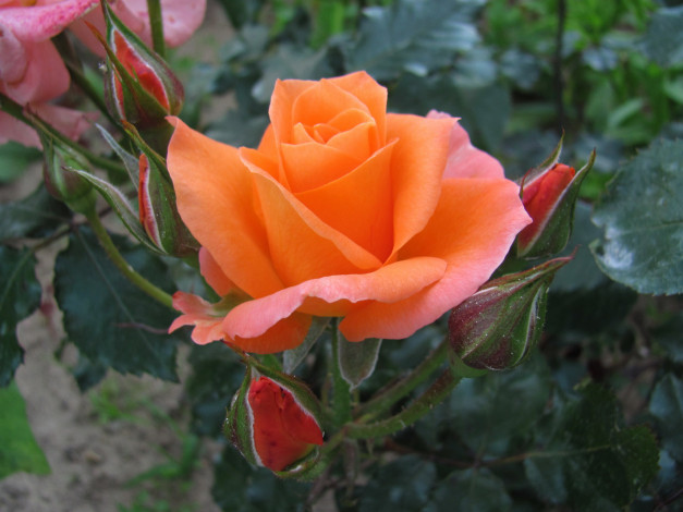 Обои картинки фото цветы, розы, бутоны, макро