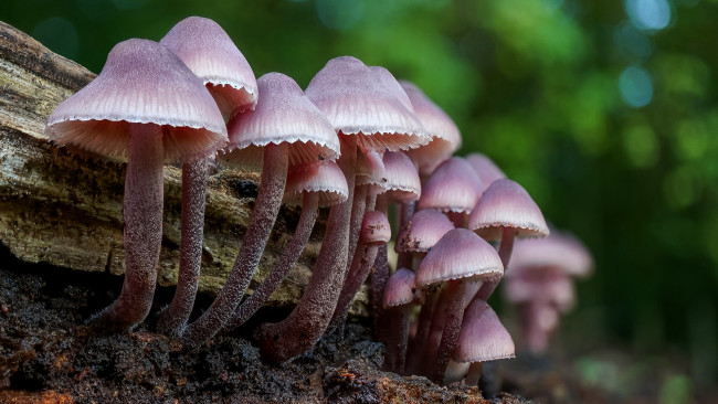 Обои картинки фото природа, грибы, грибная, семейка