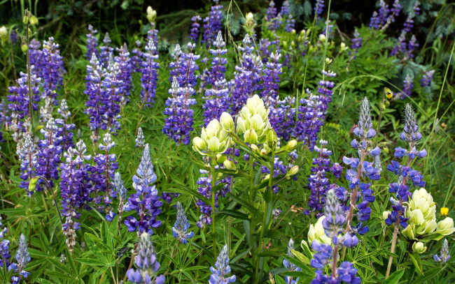 Обои картинки фото цветы, люпин, белый, лиловый