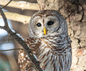 Картинка животные совы сова