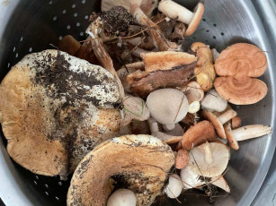 Картинка еда грибы +грибные+блюда свежие лесные