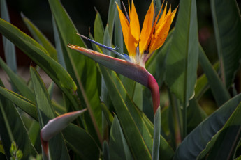 Картинка цветы стрелиция+ райская+птица экзотический цветок