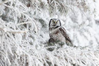 Картинка животные совы сова