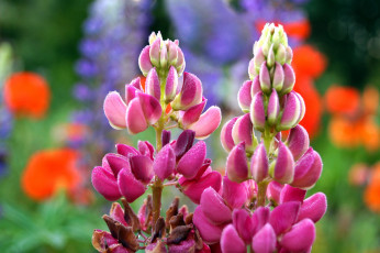 обоя цветы, люпин, розовый, капли