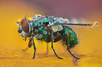 Картинка животные насекомые муха