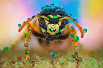 Картинка животные пчелы +осы +шмели оса