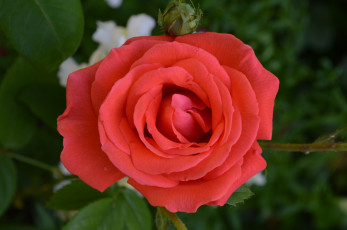 Картинка цветы розы персиковая роза макро