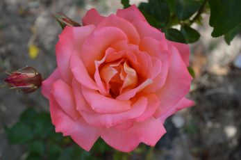 Картинка цветы розы розовая роза макро