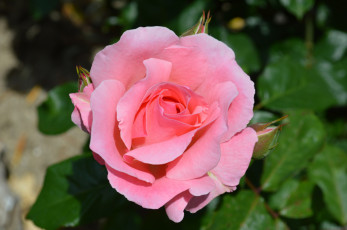 Картинка цветы розы розовая роза макро