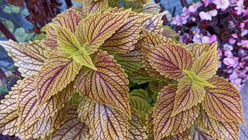 Картинка цветы колеусы +каладиумы пестрый колеус