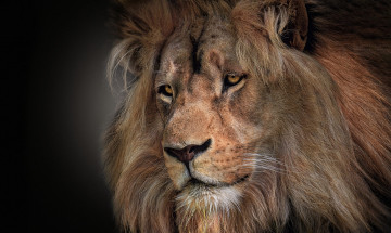 Картинка животные львы лев