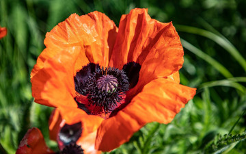 Картинка цветы маки оранжевый мак макро