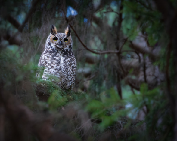 Обои картинки фото животные, совы, сова