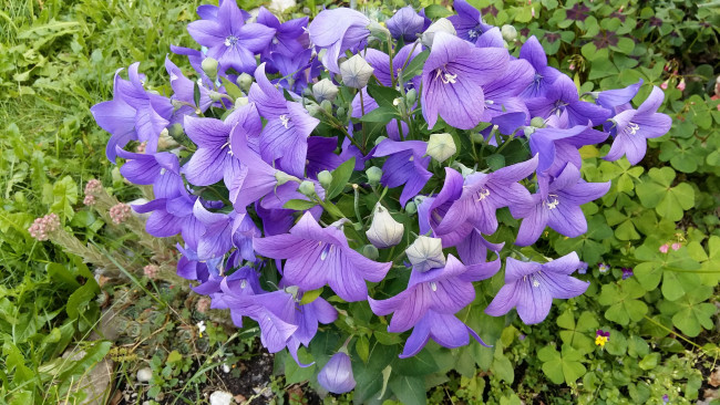 Обои картинки фото цветы, колокольчики, лиловые, зеленая, трава, кислица